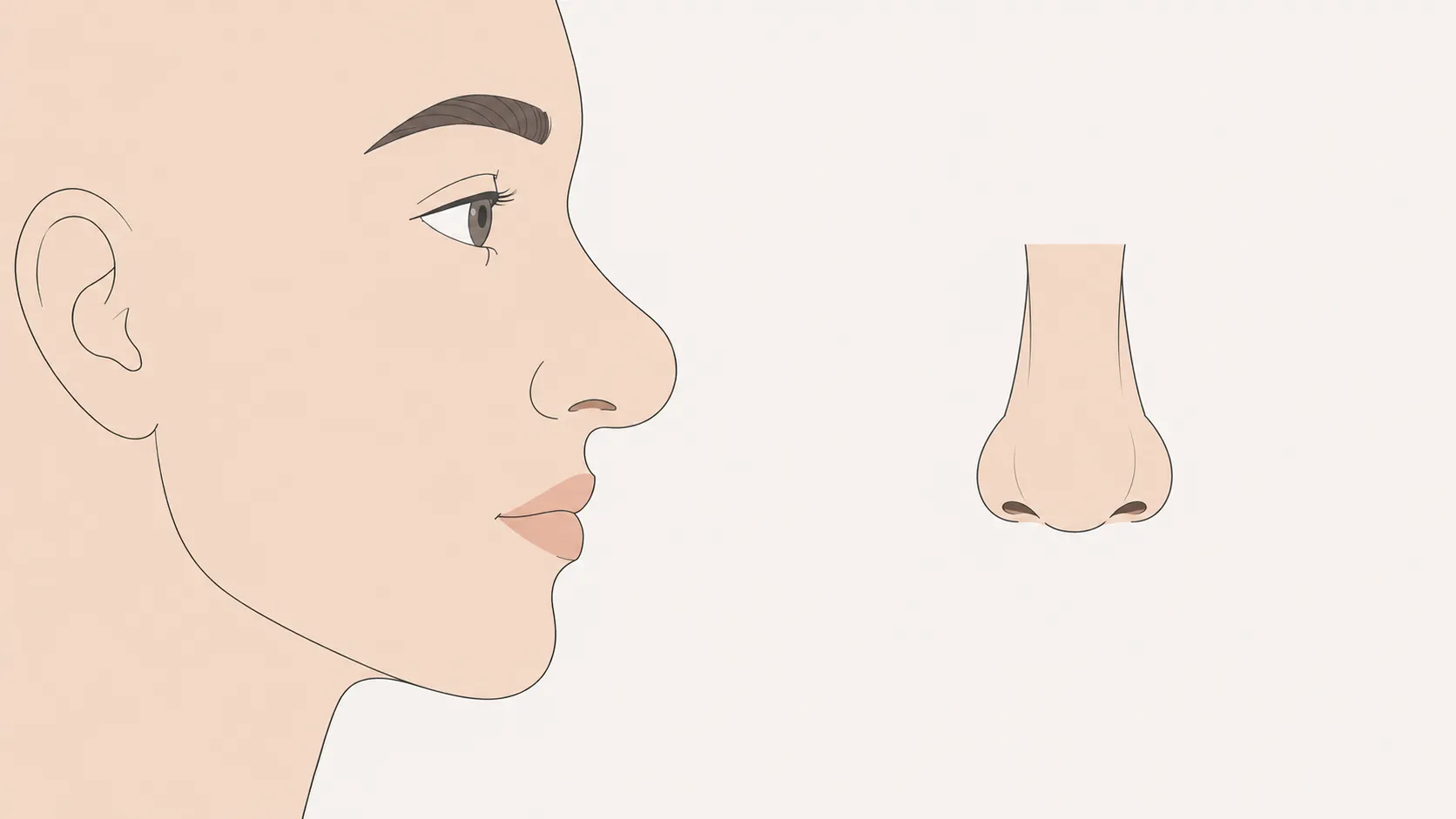 Bulbous nose shape shown in side profile and front view illustration