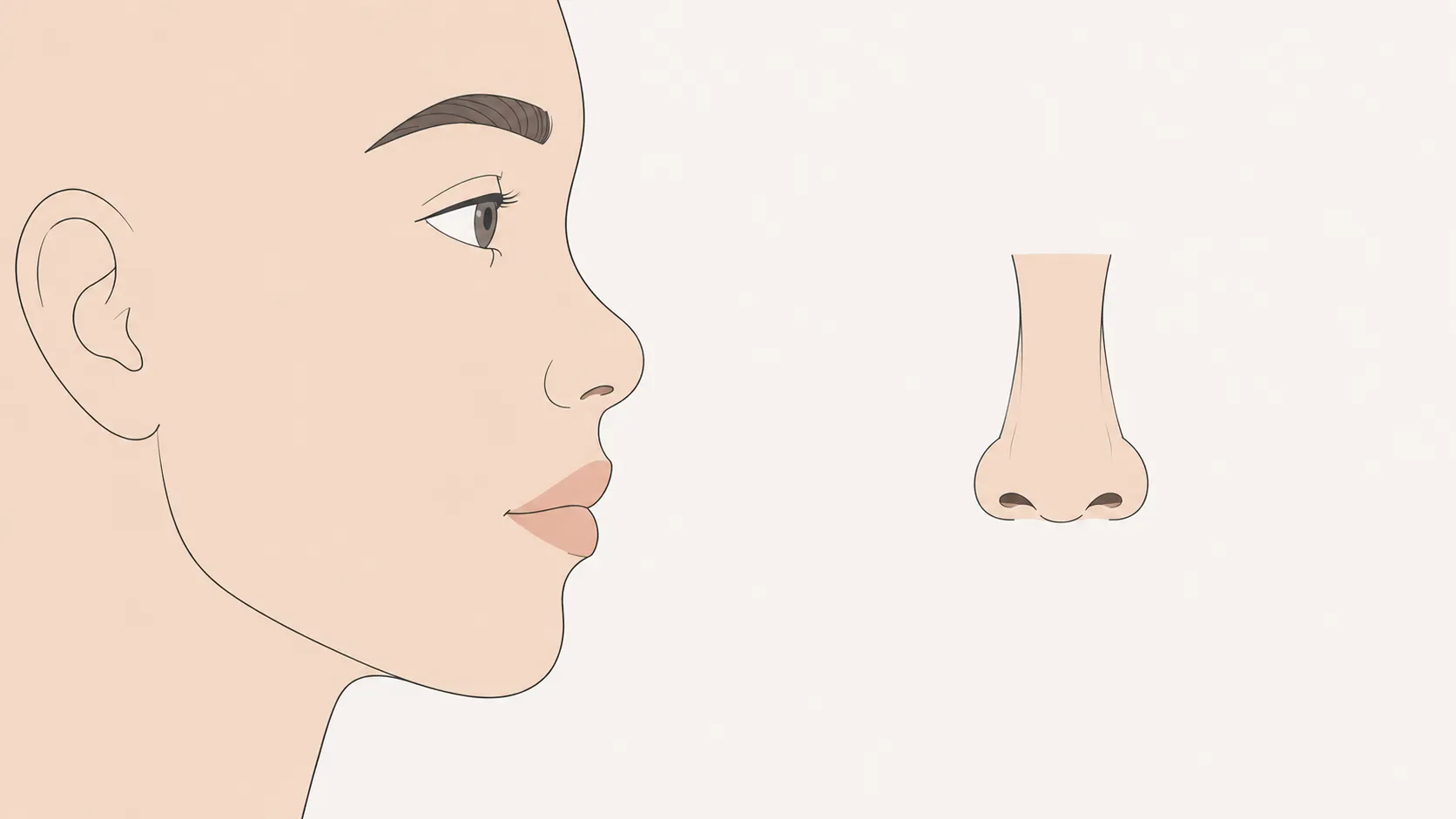 Button nose shape illustration — side profile and front view