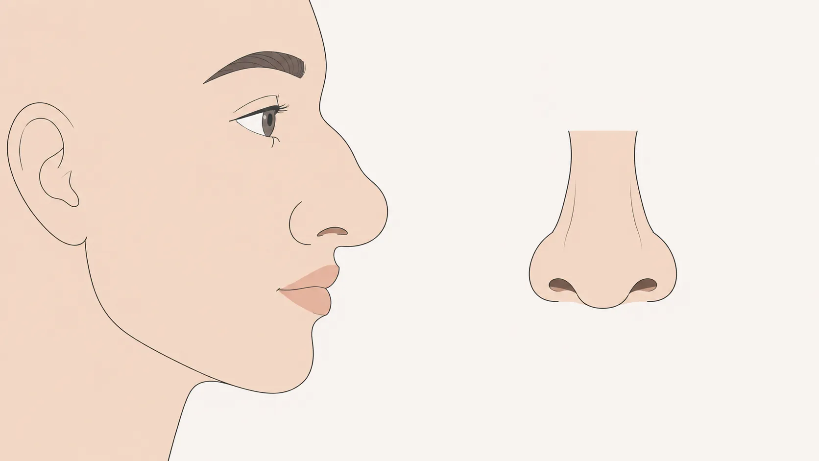 Fleshy nose shape illustration — side profile and front view
