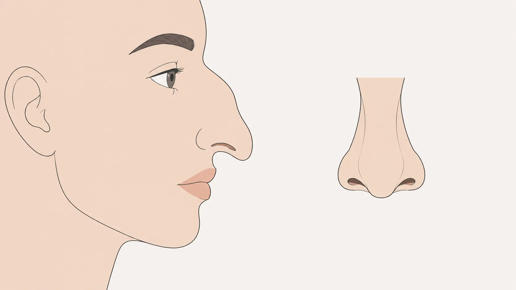 Hawk nose shape illustration — side profile and front view
