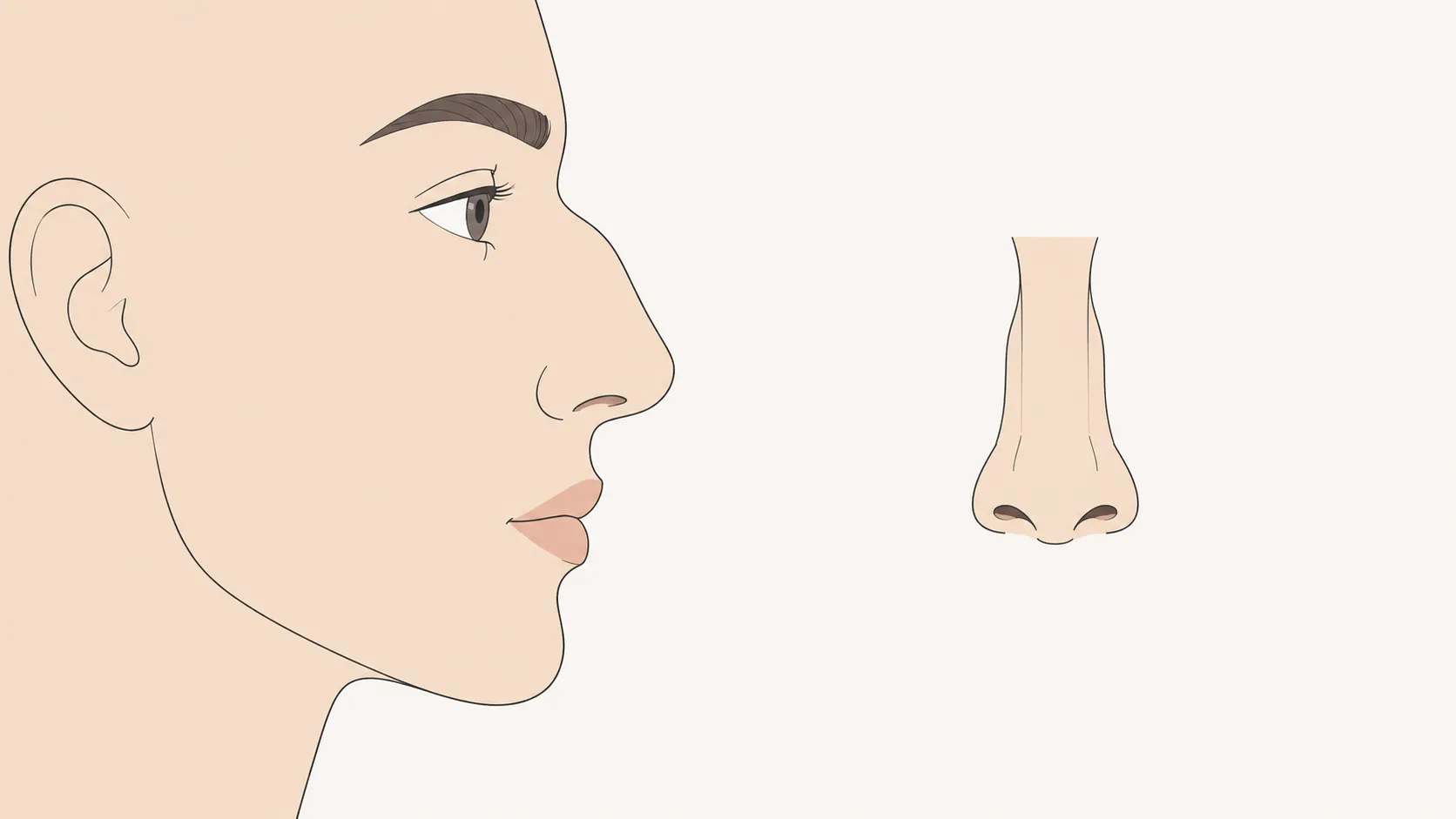 Roman nose shape illustration — side profile and front view