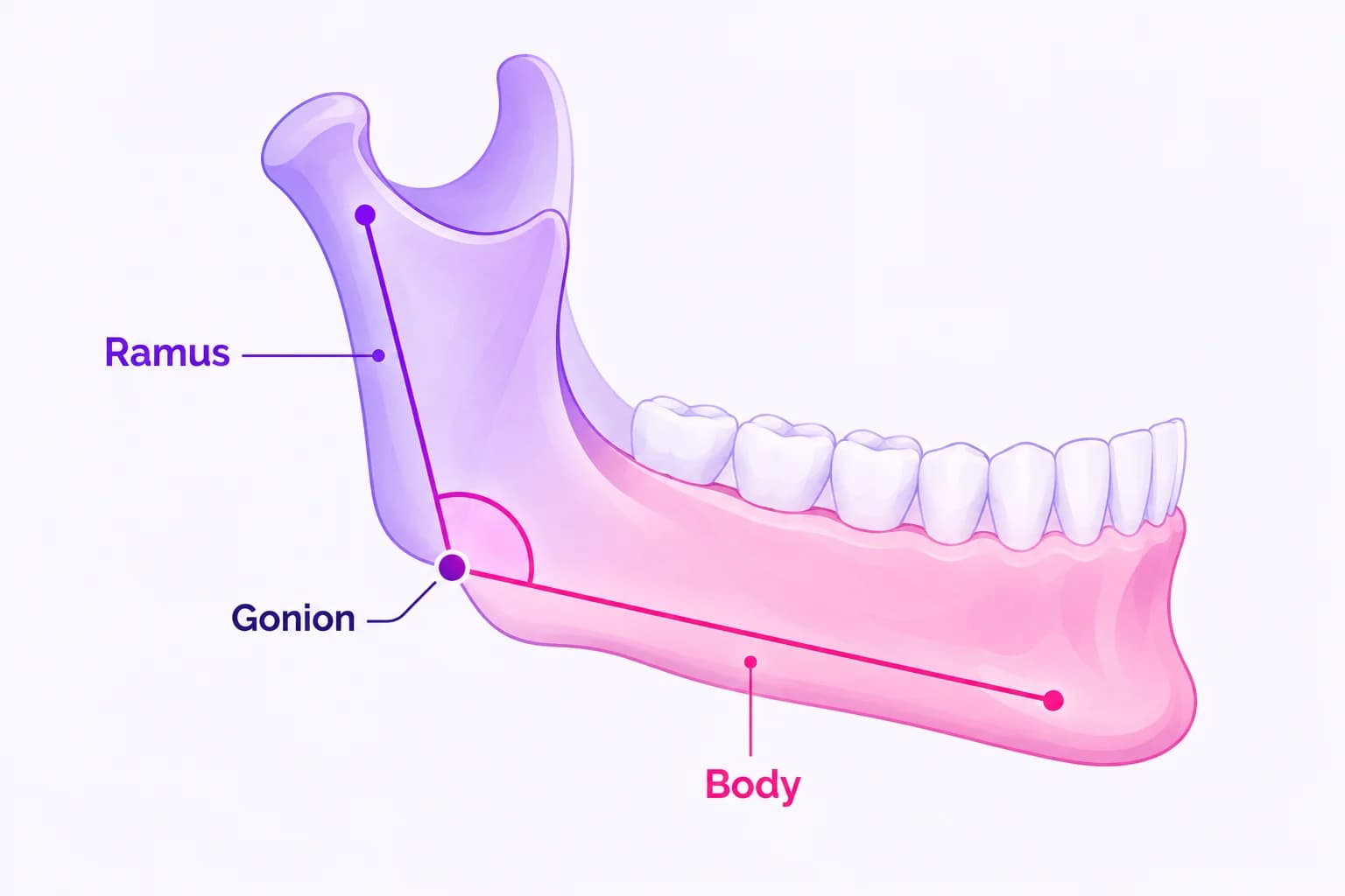 Labeled diagram of the mandible showing the ramus, gonion, and body with the gonial angle marked